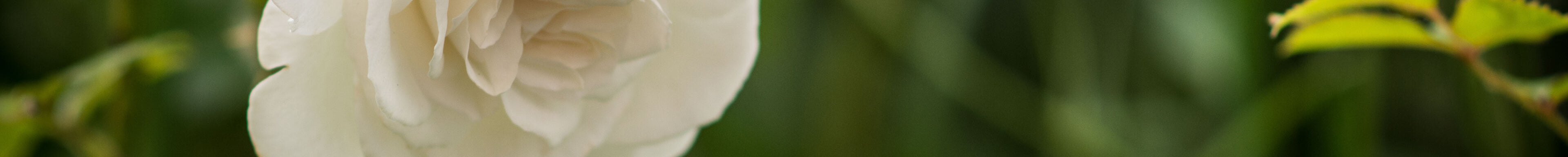 Weiße Rosen