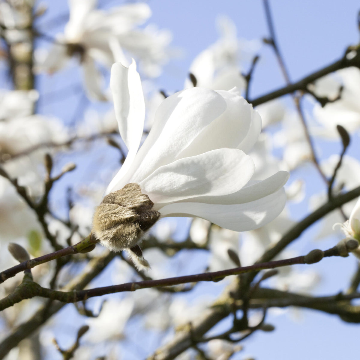 Weiß blühende Sternmagnolie