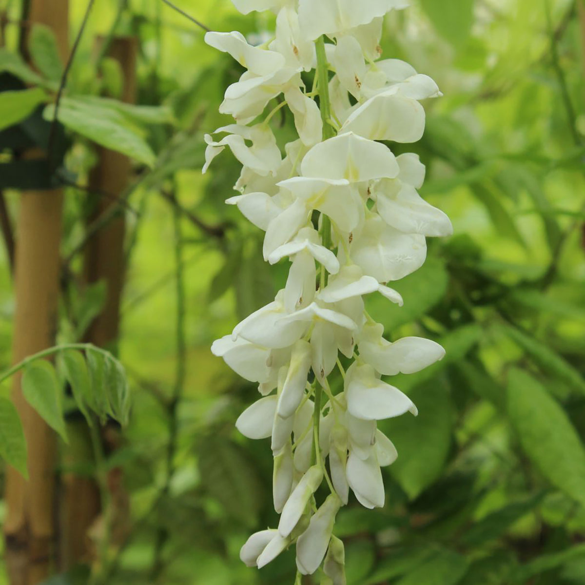 BlauregenArten & Sorten für den Garten Plantura