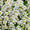 Weißer Sand-Thymian 'Album' (Mehrfach-Set)
