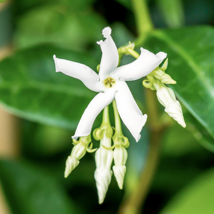 Blüte des Weißen Sternjasmins
