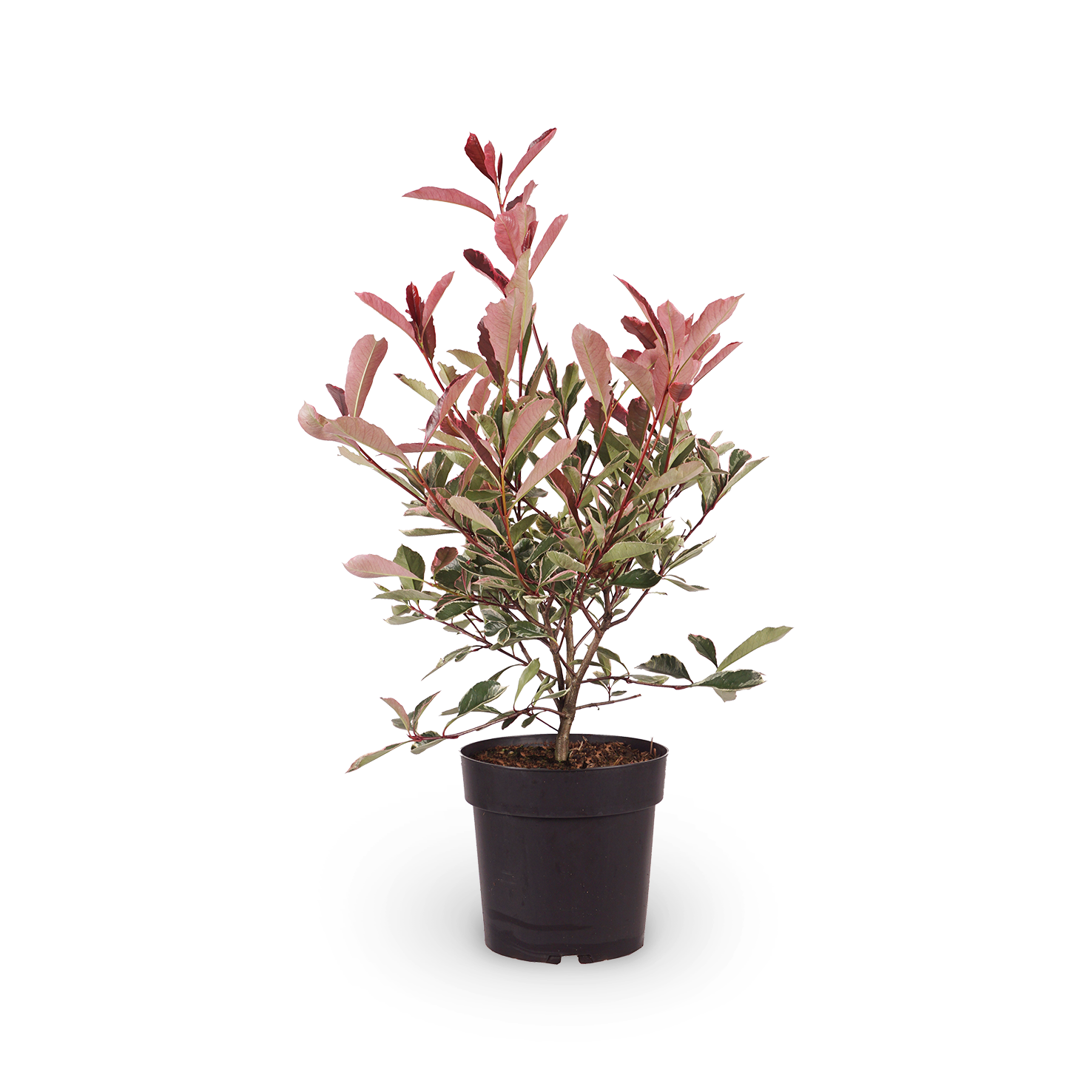 Weißgrüne Glanzmispel 'Pink Marble'®