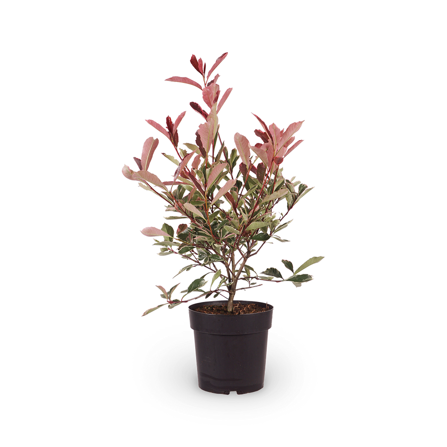 Weißgrüne Glanzmispel 'Pink Marble'®