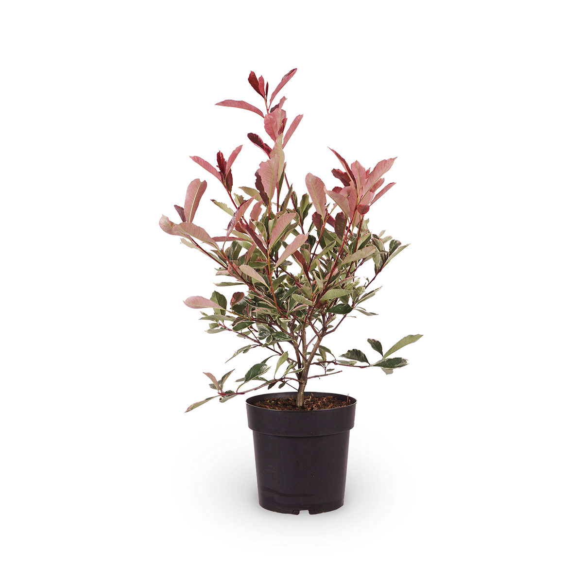 Weißgrüne Glanzmispel 'Pink Marble'®