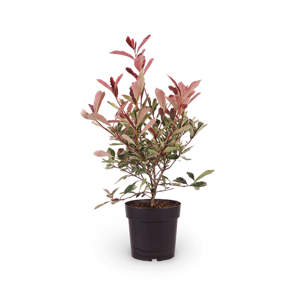 Weißgrüne Glanzmispel 'Pink Marble'® kaufen