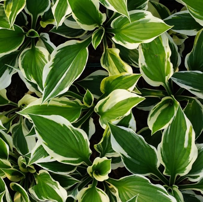 Weißrand-Funkie 'Patriot' Violett