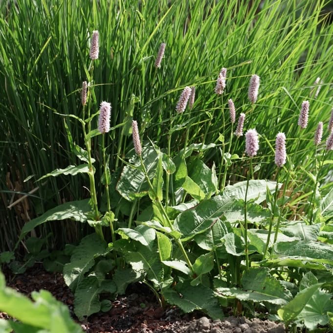 Wiesen-Knöterich Rosa