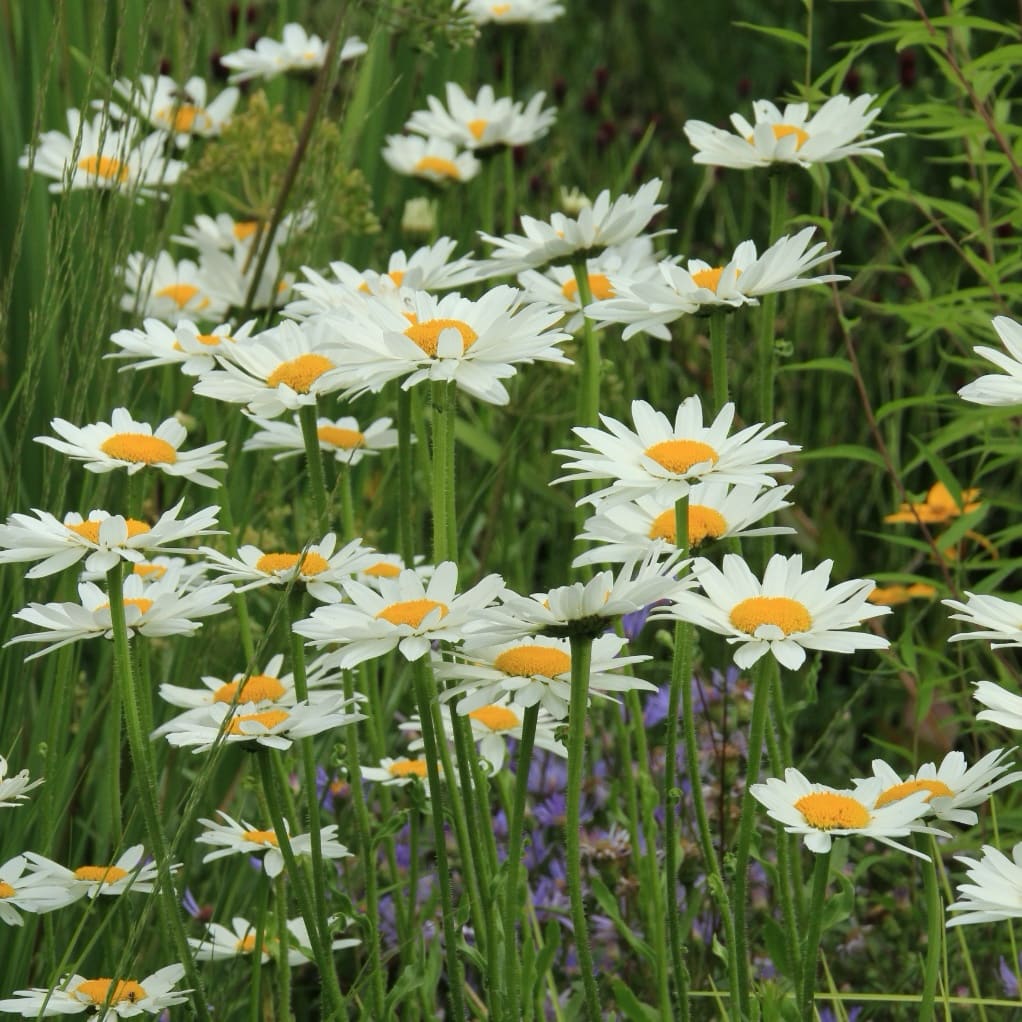 Wiesen-Margerite 'Maikönigin' Weiß