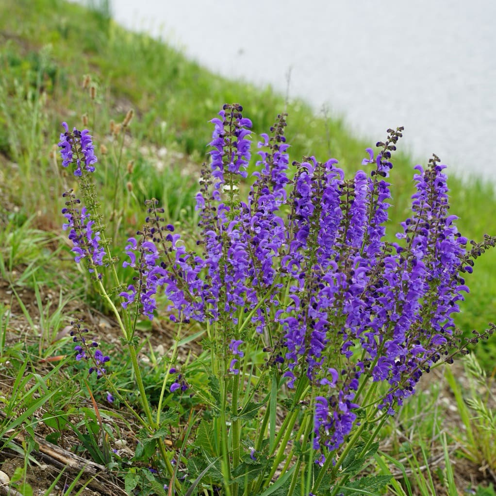 Wiesen-Salbei Blau