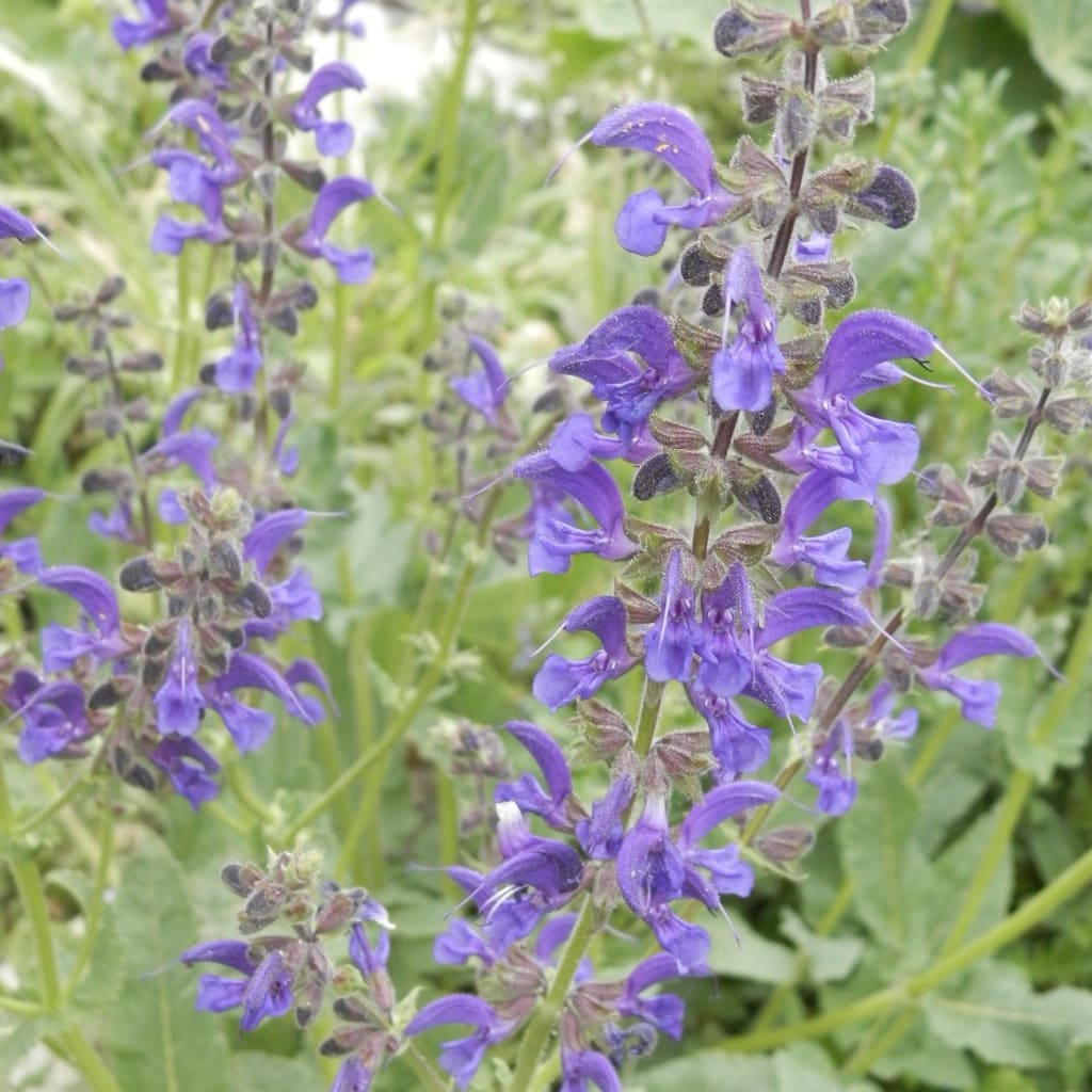 Wiesen-Salbei Blau