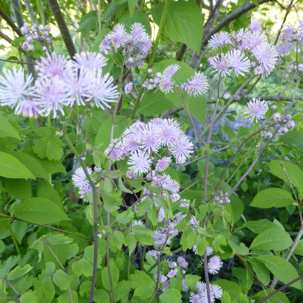 Wiesenraute Rosa