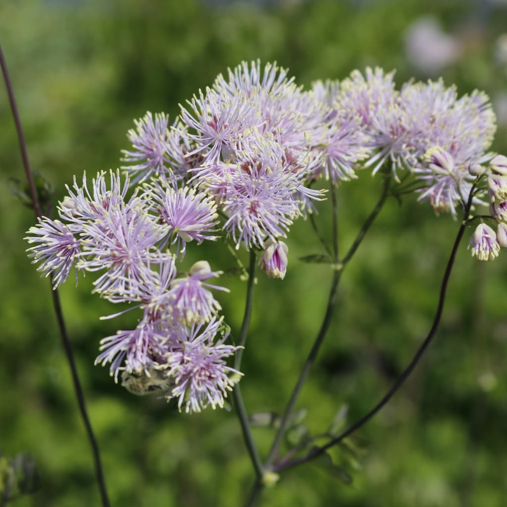 Wiesenraute Rosa