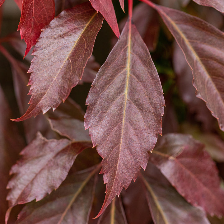 Herbstfärbung des Wilden Weins 'Engelmannii'