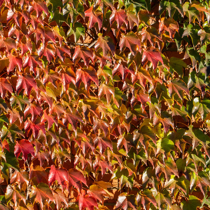 Herbstfärbung von Wilder Wein 'Veitchii'
