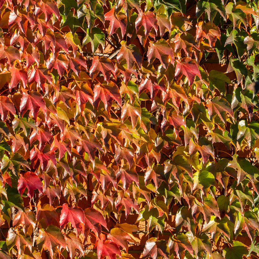 Herbstfärbung von Wilder Wein 'Veitchii'