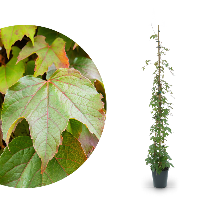 Wilder Wein 'Veitchii'