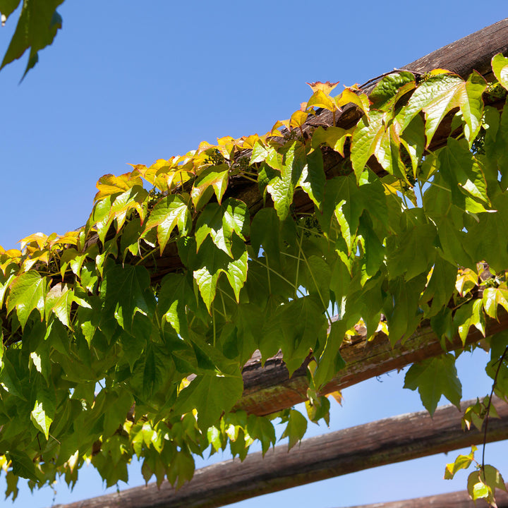 Wilder Wein 'Veitchii' an Pergola
