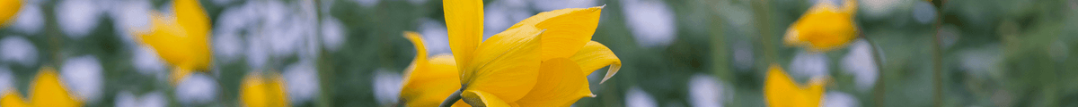 Wildtulpenzwiebeln