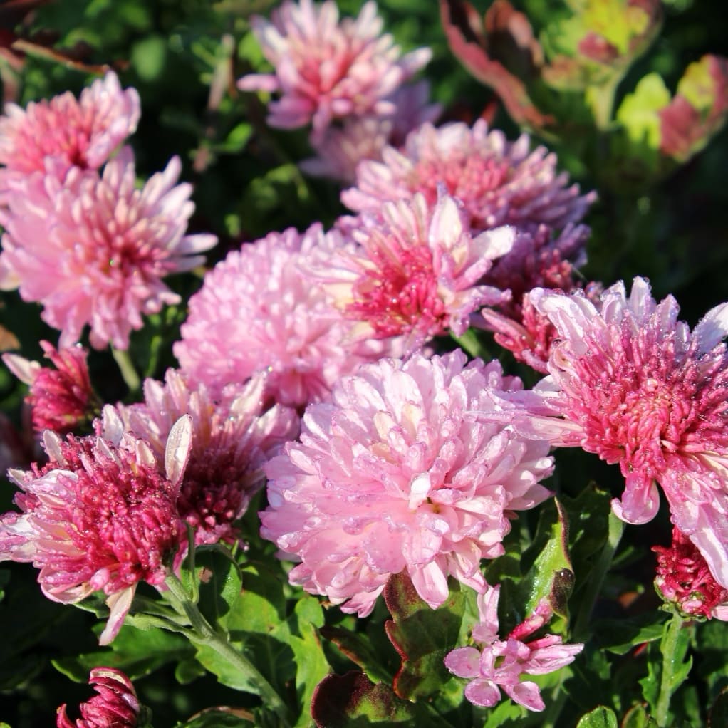 Winteraster 'Anastasia' Rosa