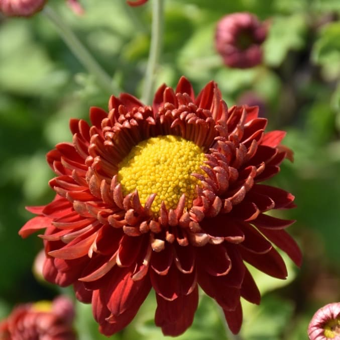 Winteraster 'Fellbacher Wein' Rot