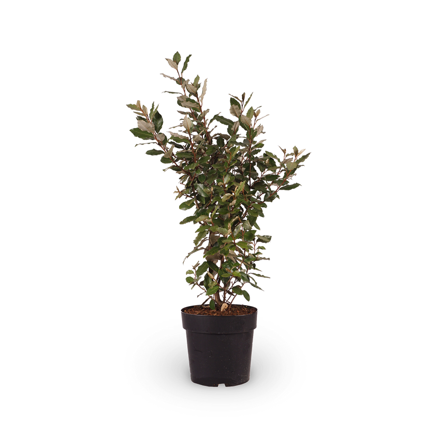 Wintergrüne Ölweide 'Compacta'