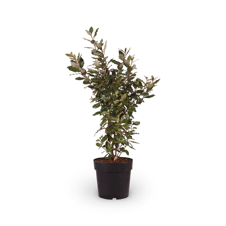 Wintergrüne Ölweide 'Compacta'