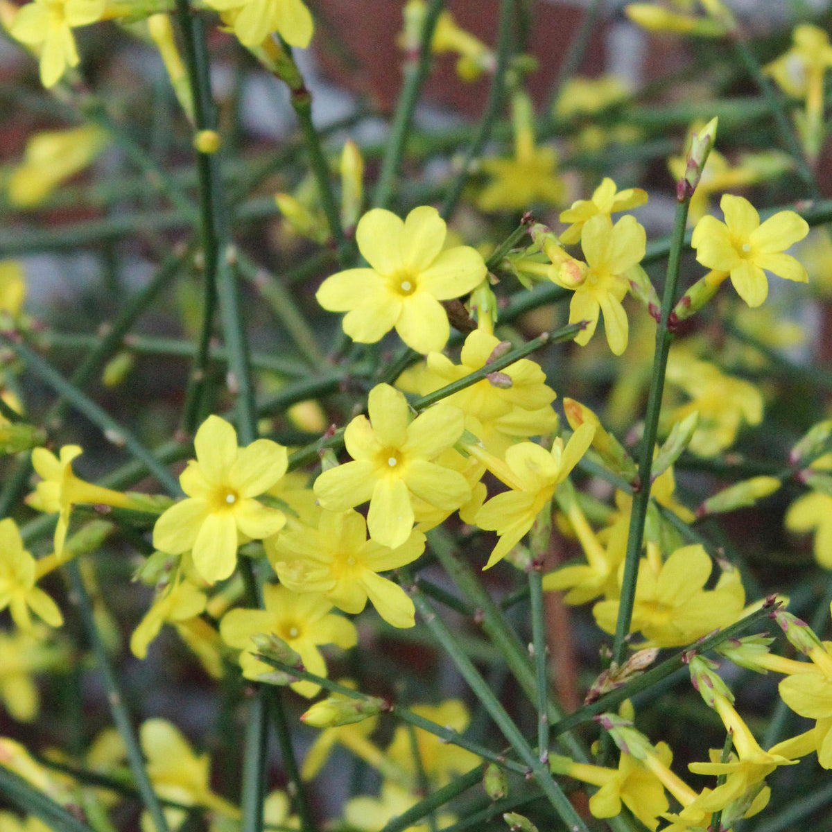 Winterjasmin
