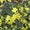 Winterjasmin