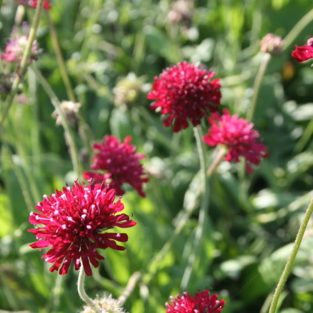 Witwenblume 'Mars Midget' Rot