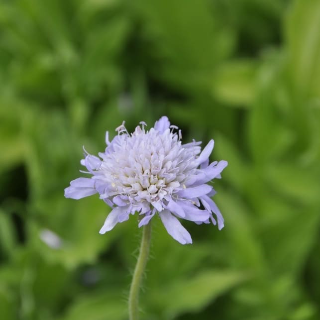 Witwenblume Violett