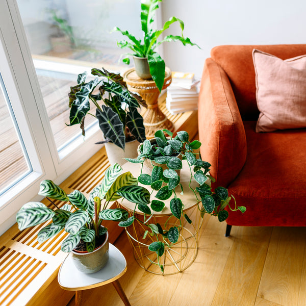Wohnzimmer mit Zimmerpflanzen mit bunten Blättern