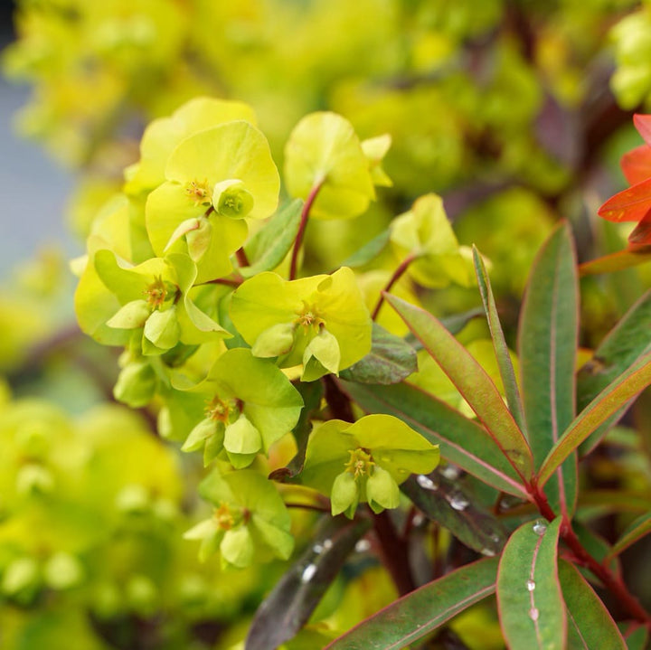 Wolfsmilch 'Purpurea' Gelb
