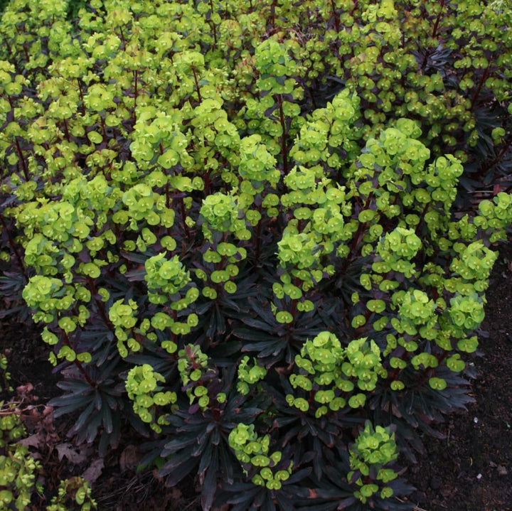 Wolfsmilch 'Purpurea' Gelb