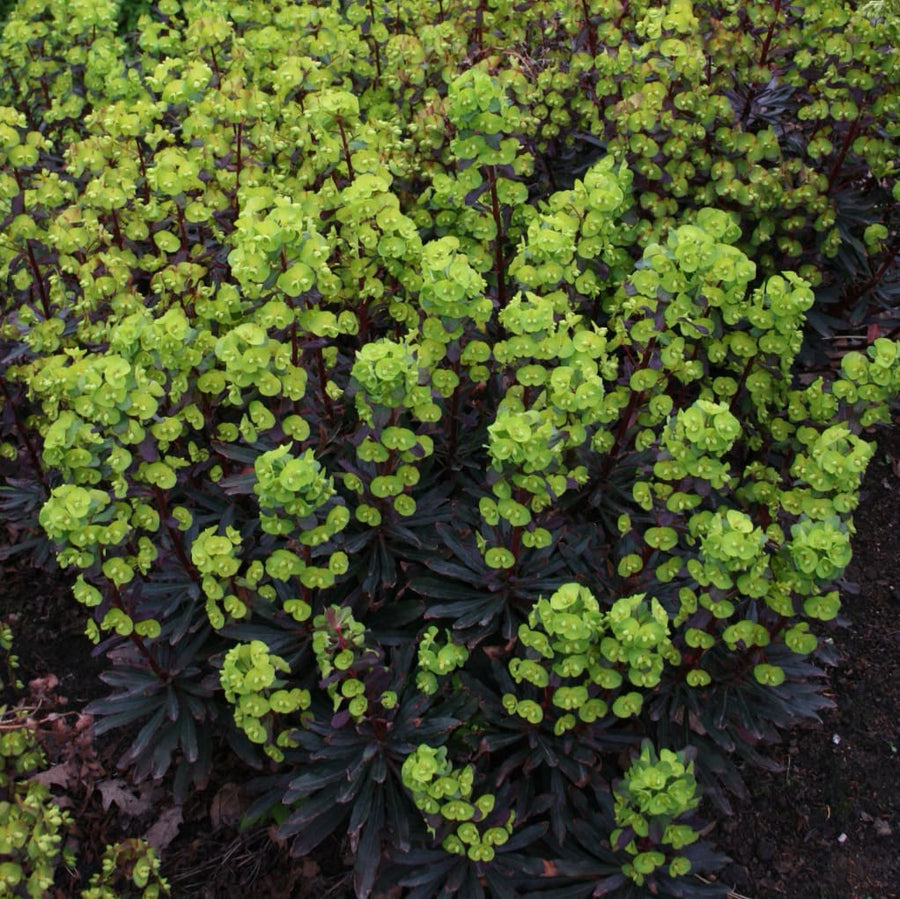 Wolfsmilch 'Purpurea' Gelb