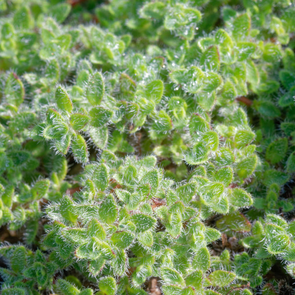 Wolliger Thymian (Mehrfach-Set)