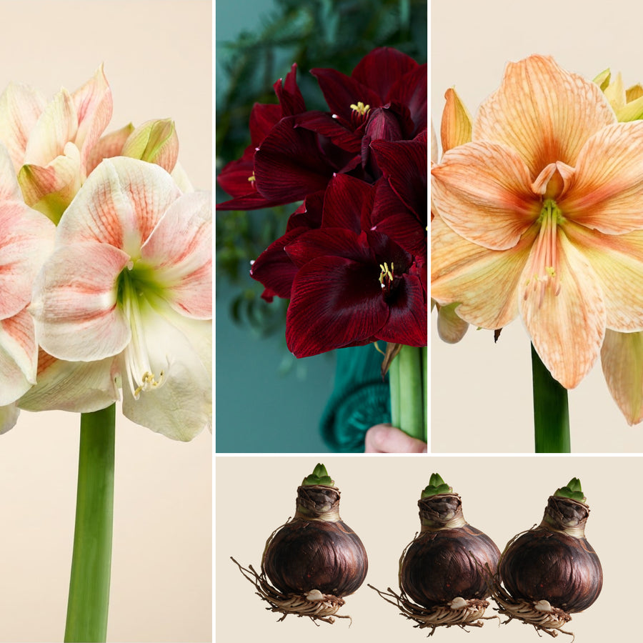 Collage mit Nahaufnahmen der Blüten und Zwiebeln des XL-Amaryllis 3er Sets