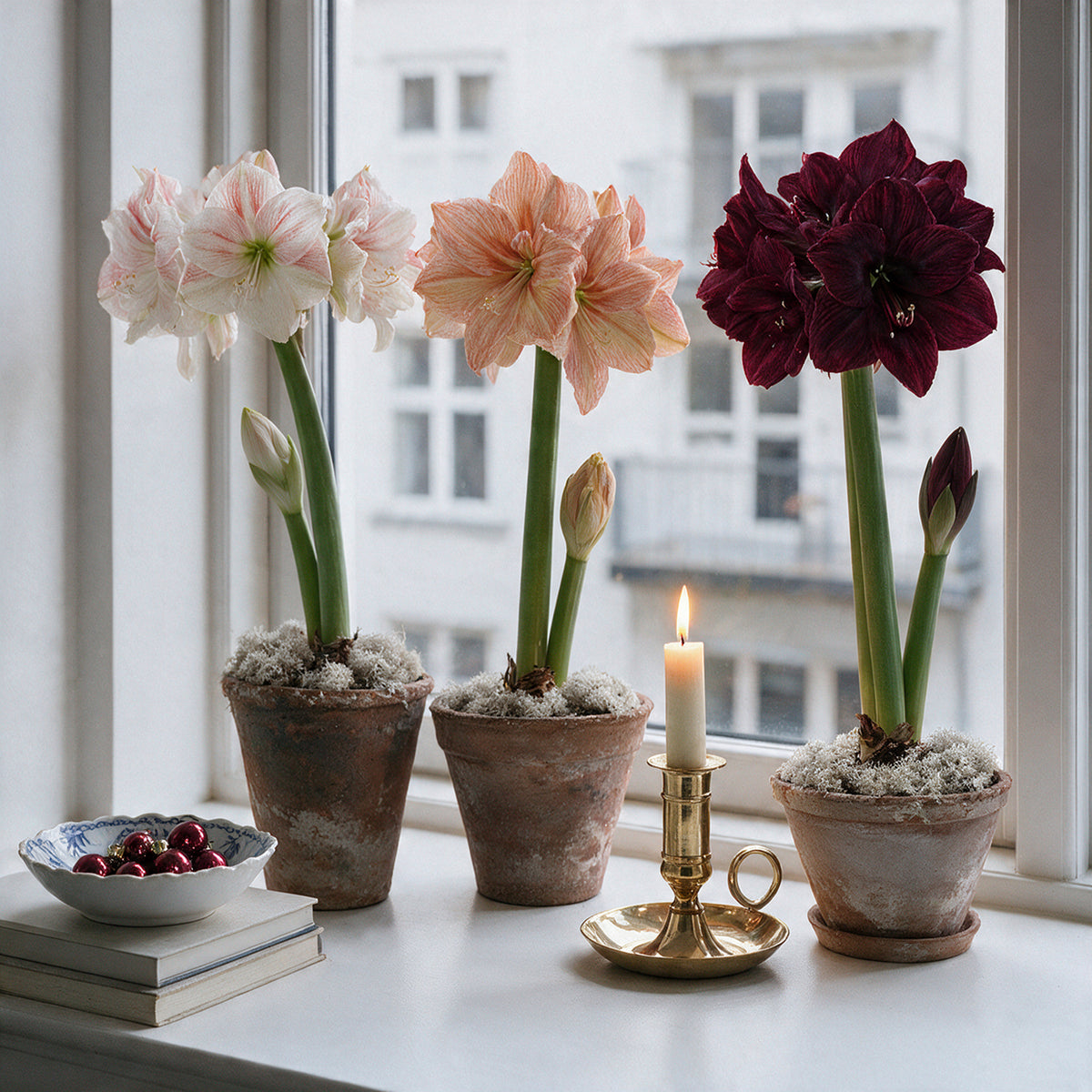 Drei verschiedene XL-Amaryllis Töpfe dekorativ auf der Fensterbank arrangiert
