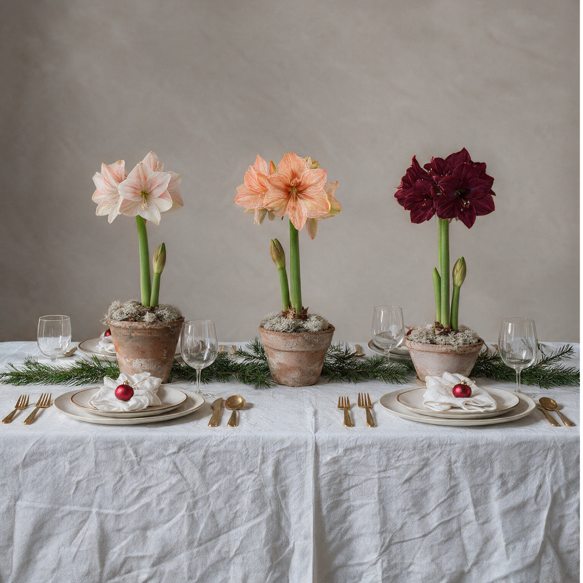 XL-Amaryllis 3er Set als festliche Tischdekoration auf einem elegant gedeckten Esstisch