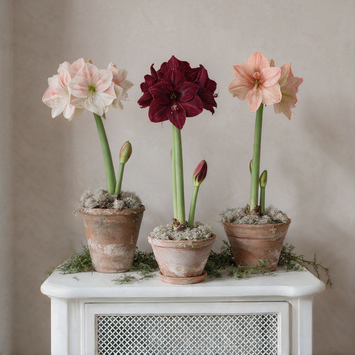 Drei blühende XL-Amaryllis Sorten in rustikalen Tontöpfen nebeneinander aufgestellt