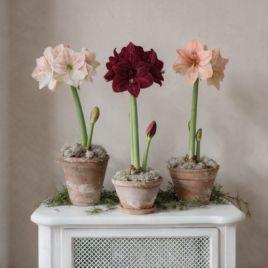 Drei blühende XL-Amaryllis Sorten in rustikalen Tontöpfen nebeneinander aufgestellt