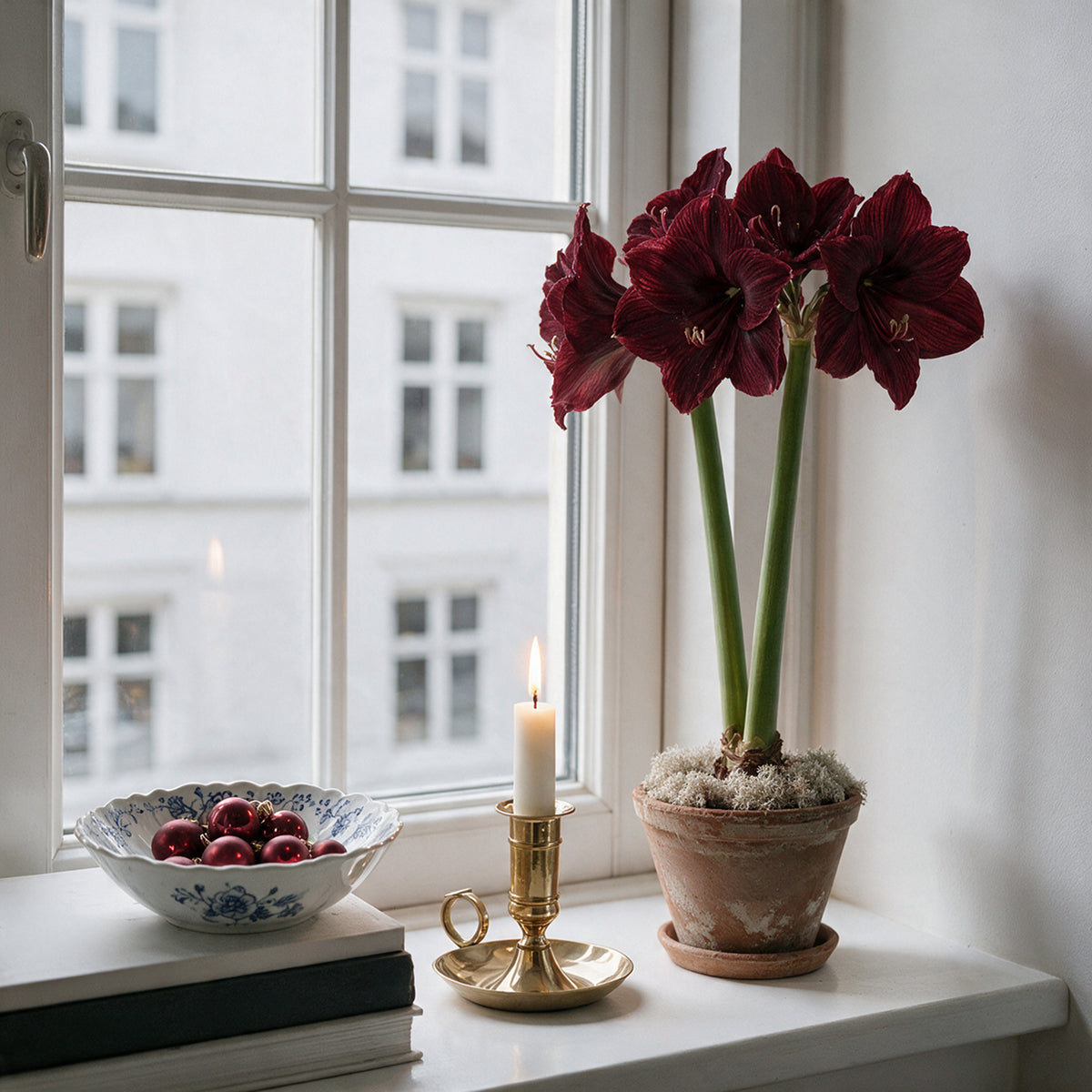 XL-Amaryllis Benfica als eleganter Mittelpunkt auf einem festlich gedeckten Tisch