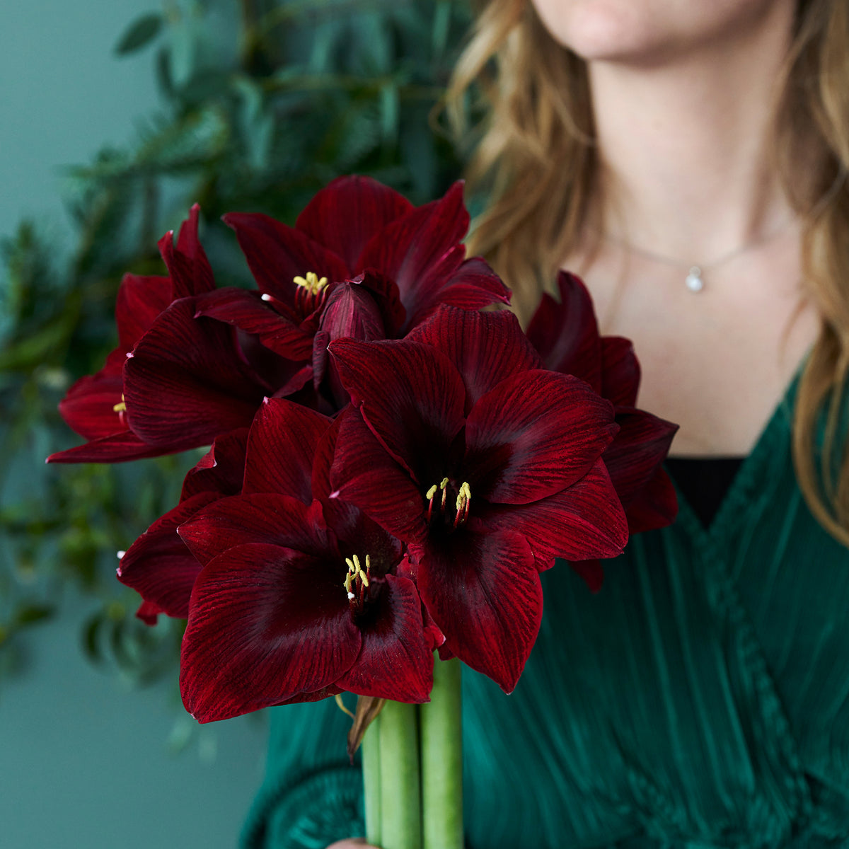 XL-Amaryllis Benfica Blumenzwiebel und blühende Pflanze im Vergleich