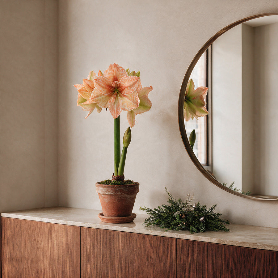 Lachsfarbene XL-Amaryllis Rilona im Tontopf als Fensterbankdekoration