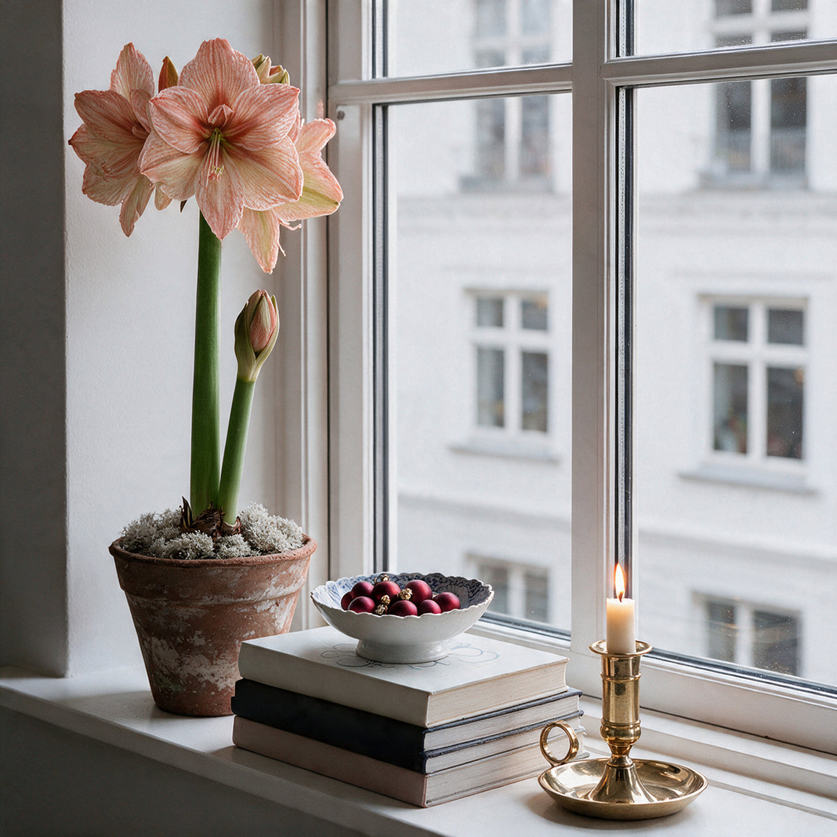 XL-Amaryllis Rilona im Tontopf dekorativ vor einem Wandspiegel platziert