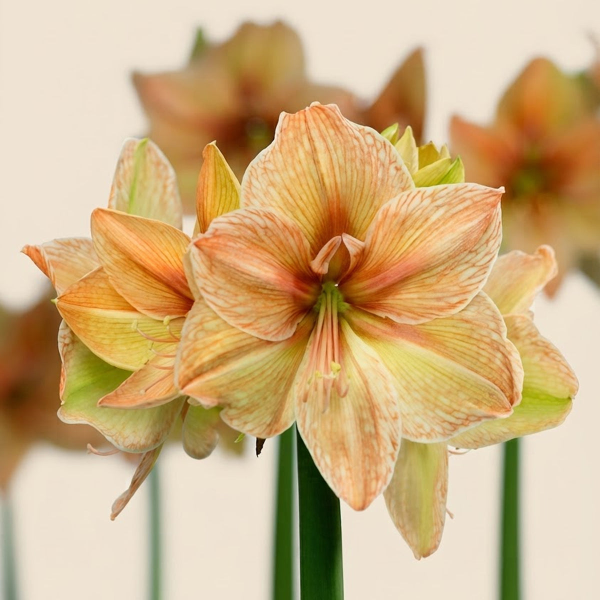XL-Amaryllis Rilona Blumenzwiebel und blühende Pflanze im Vergleich