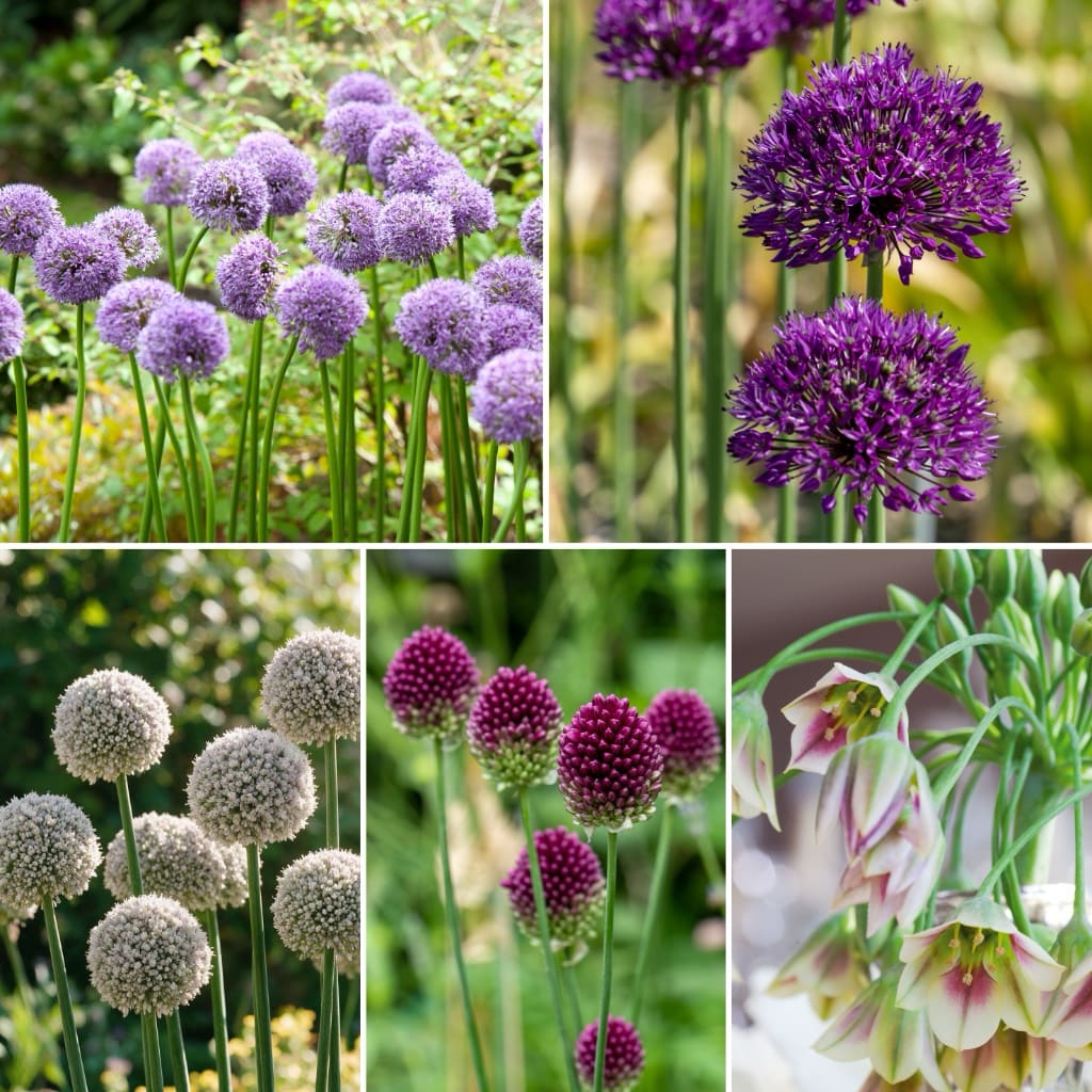 XXL-Allium Mix