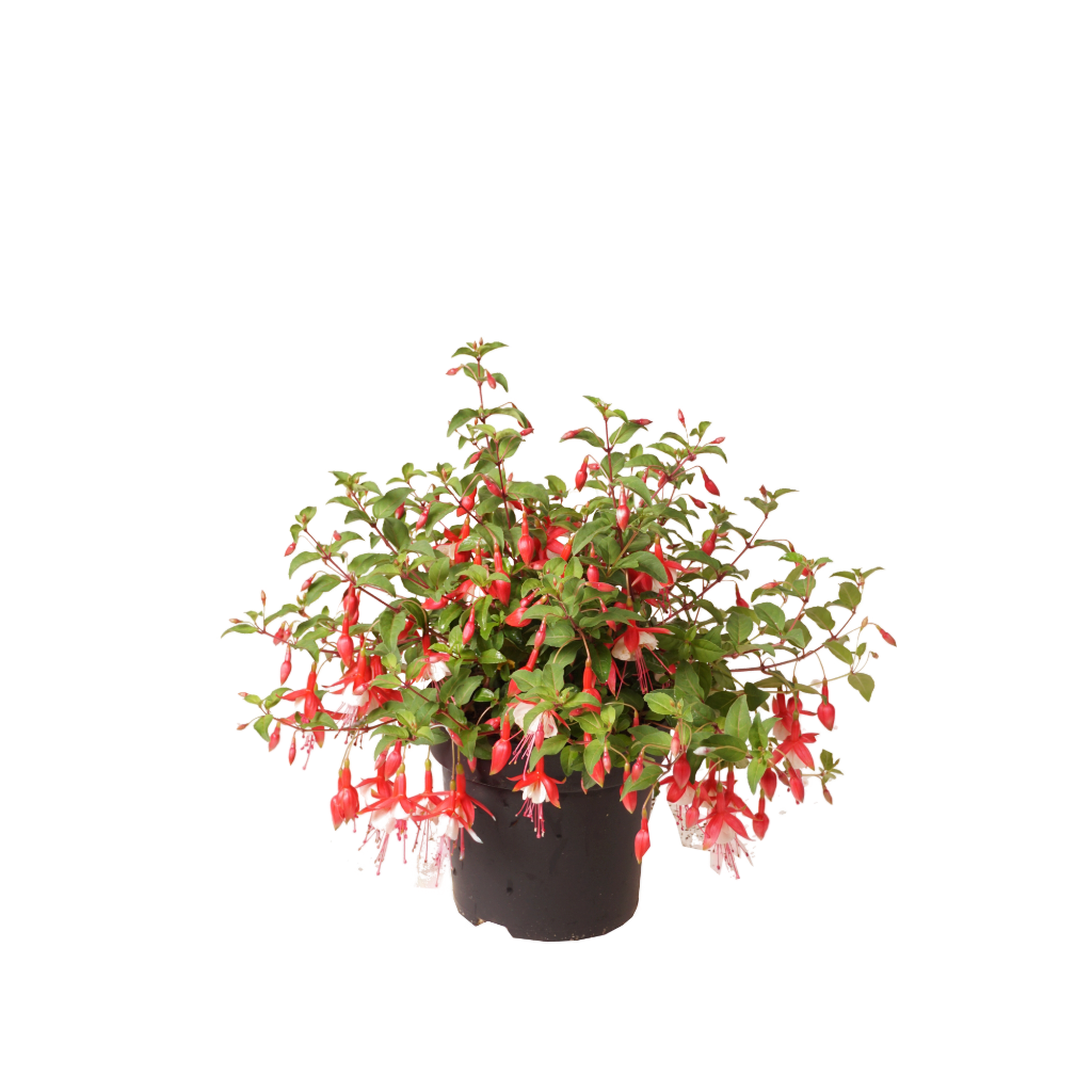 XXL-Fuchsie 'Snowcap' Rot-Weiß
