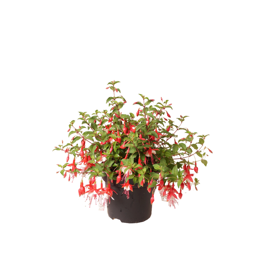 XXL-Fuchsie 'Snowcap' Rot-Weiß