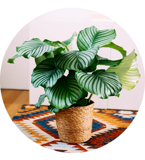 Calathea orbifolia XXL-Größe