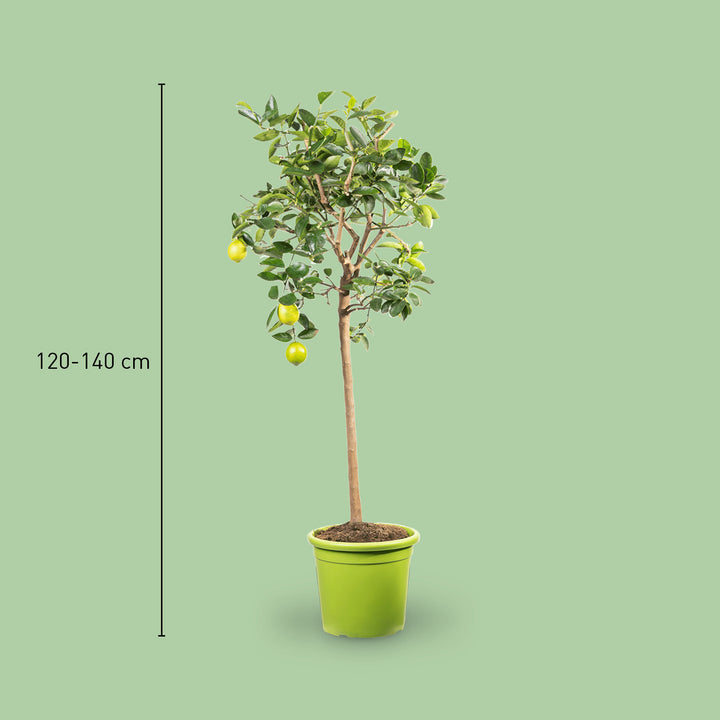 XXL-Größe der Persischen Limette Citrus latifolia